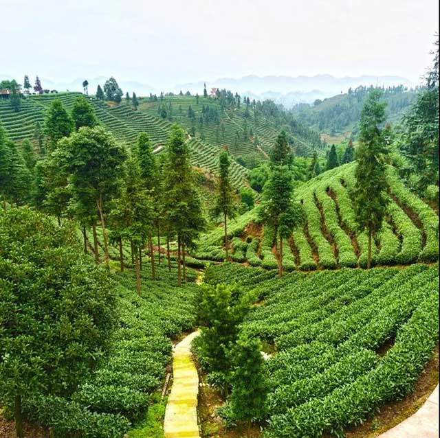 让茶团队走访茶山实拍