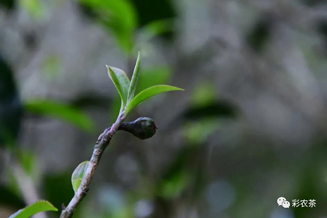 彩农茶倚邦古树熟茶