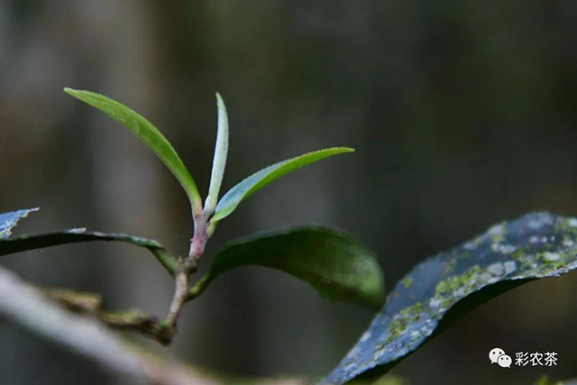 彩农茶倚邦古树熟茶