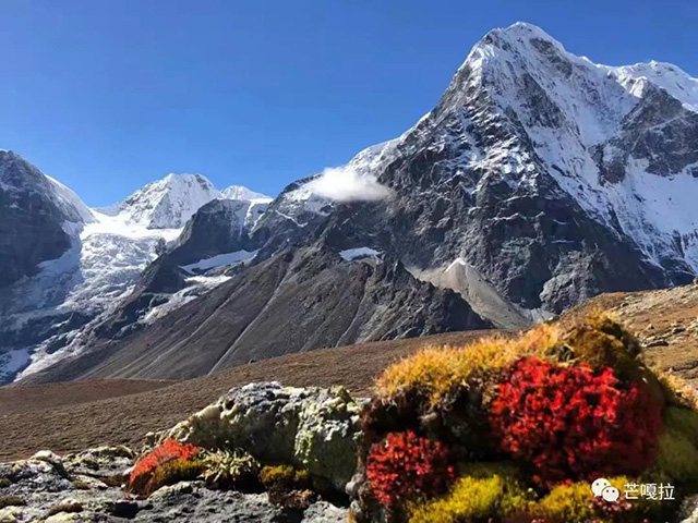 芒嘎拉古茶茶旅故事