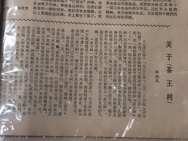 林超民1979年发表在云南日报上的文章茶业复兴藏