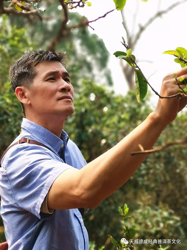 石昆牧经典普洱普洱茶