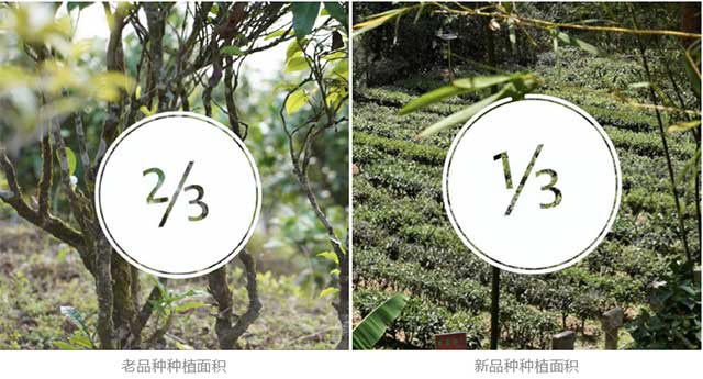 滇红茶新老品种种植面积