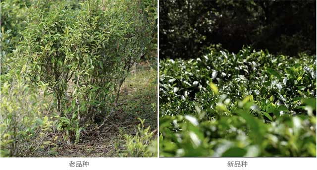 滇红茶老品种新品种
