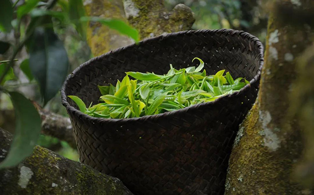 普洱茶制作工艺