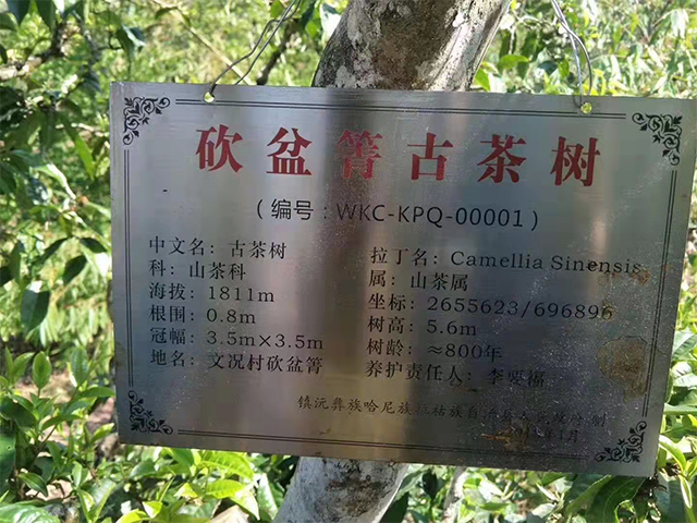 砍盆箐古茶树