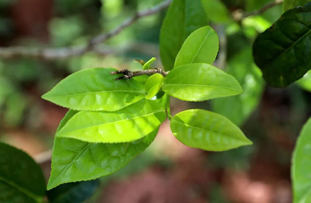 周重林的书新茶路在倚邦与革登之间