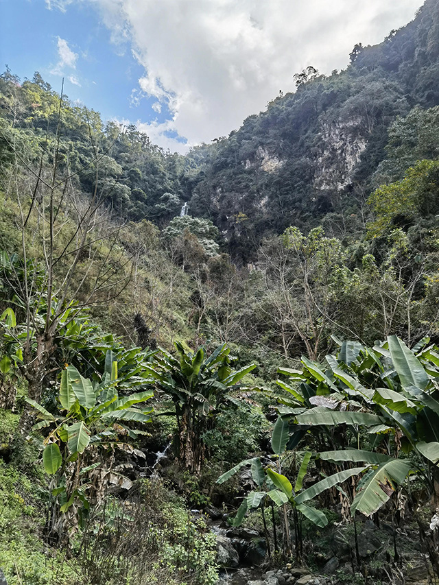 老包说茶进山的路