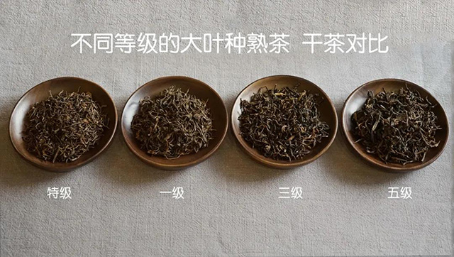 津乔普洱恭廷大叶种熟茶