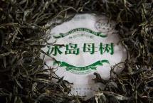 艾老师选茶：名山茶的“万有引力”？益乘牌「冰岛母树」正式上市！