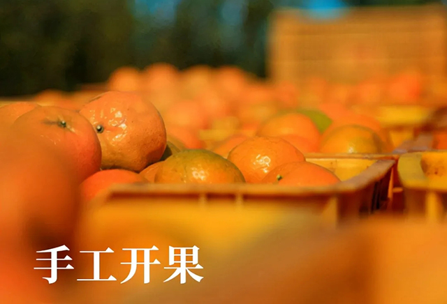 大红柑制作方法手工开果去除果肉