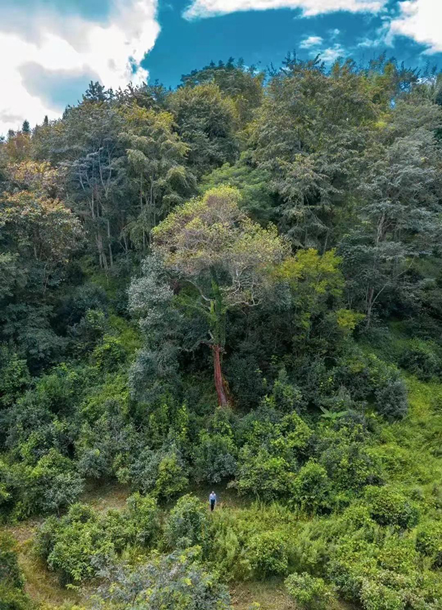 深山老林诠字饼班章古树普洱茶