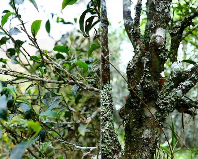 荣瑞祥2019年巴达小黑山头春古树茶