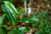 荣瑞祥巴达小黑山，柔和中透着千年茶王的野性