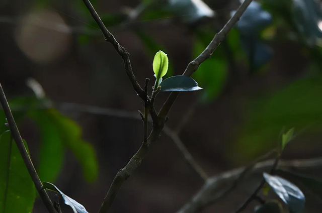 荣瑞祥匠心制茶