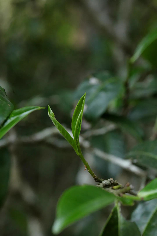 荣瑞祥匠心制茶