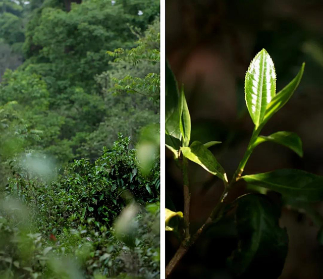 荣瑞祥冰岛甜白云南白茶