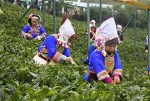 兴茶看点：湘茶2021全年产值过千亿元；2022年早春茶来啦