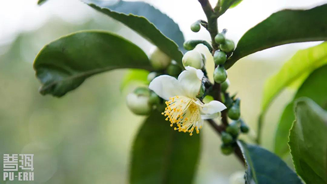 新平县古茶树资源现状调查