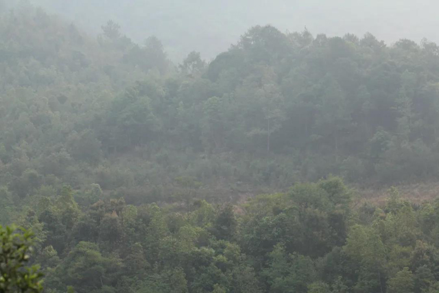 荣瑞祥酸枣树老生茶泡法