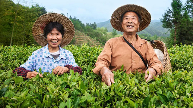 小罐茶2020年开展公益茶项目