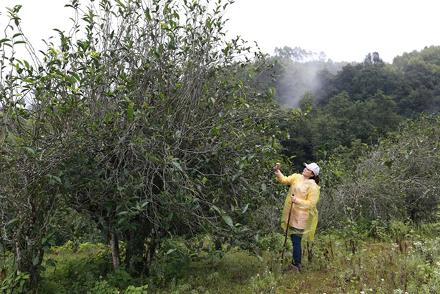 入界2019年小米沱普洱茶