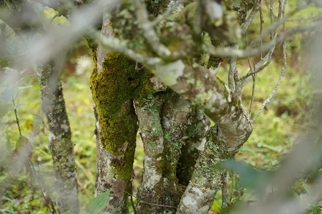 入界2019年小米沱普洱茶