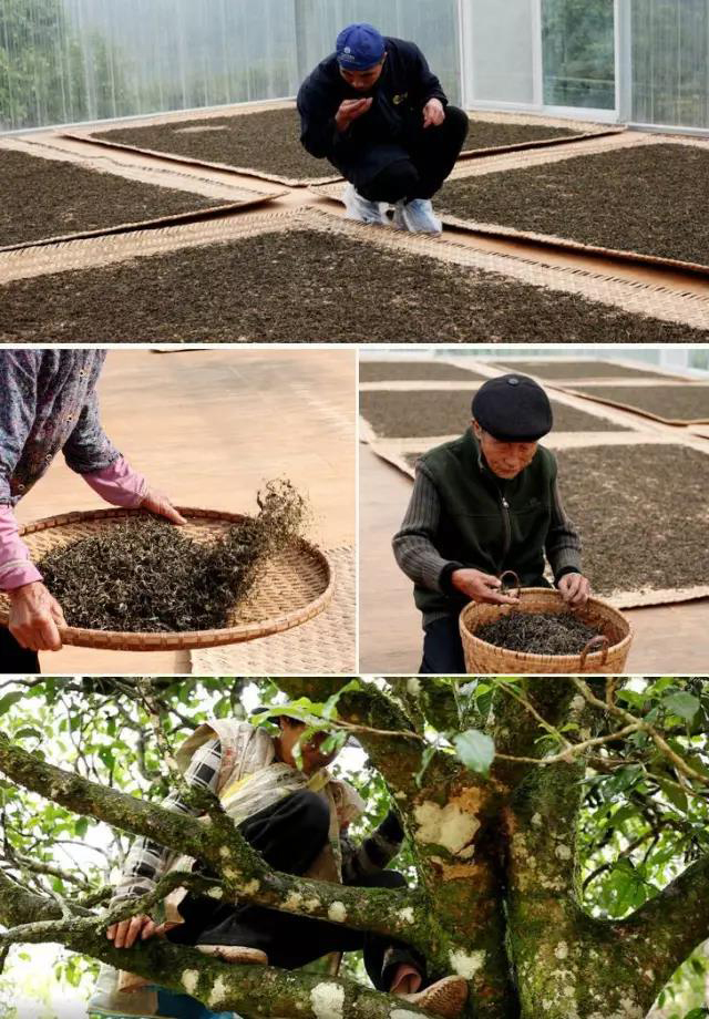 荣瑞祥普洱茶