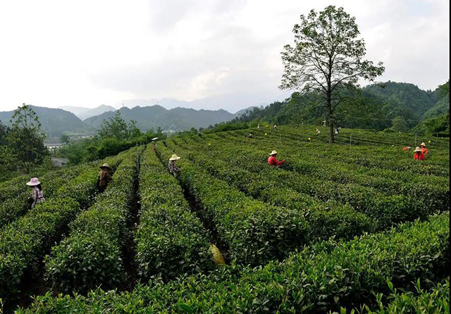 图为祥源历口生态茶园
