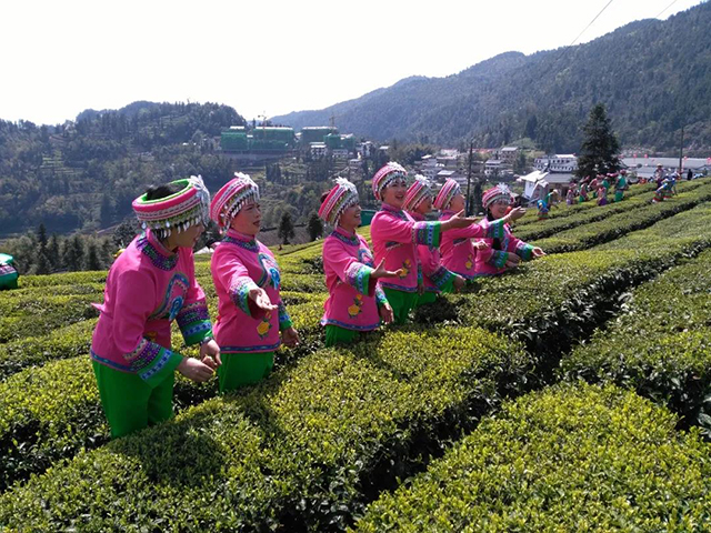 茶叶是宣恩的特色产业
