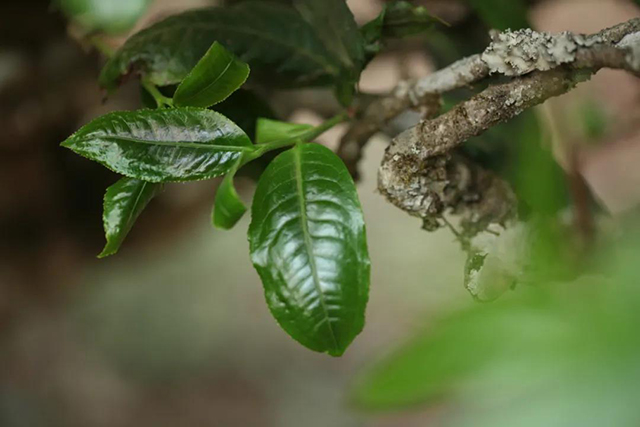 荣瑞祥茶业