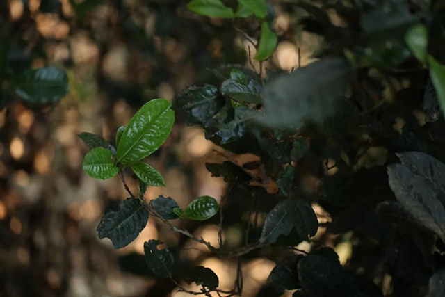 荣瑞祥茶业