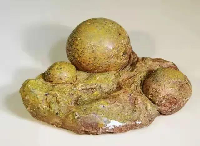 四球茶籽化石