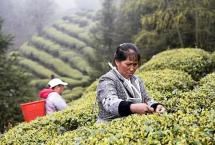 2022年早春茶：寻味世界茶源地，品味新年早春茶