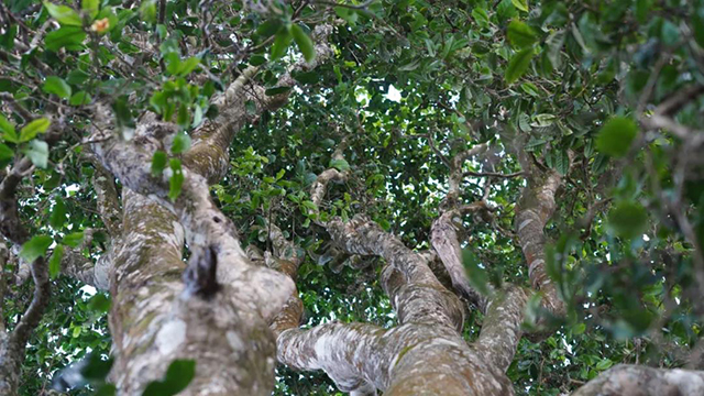 枝繁叶茂的大理种茶王树