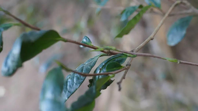 大理种茶王树树枝