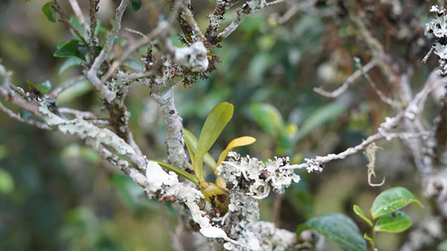倚邦古茶树的寄生植物