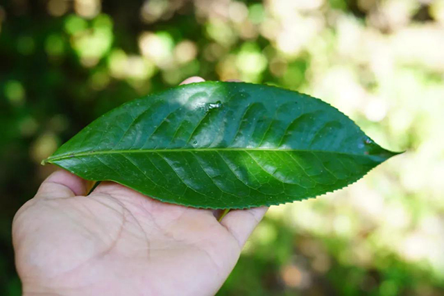 老曼峨古树叶片