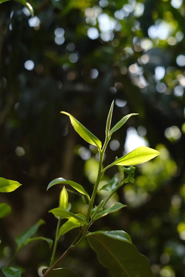 老班章古树春茶迎着光生长