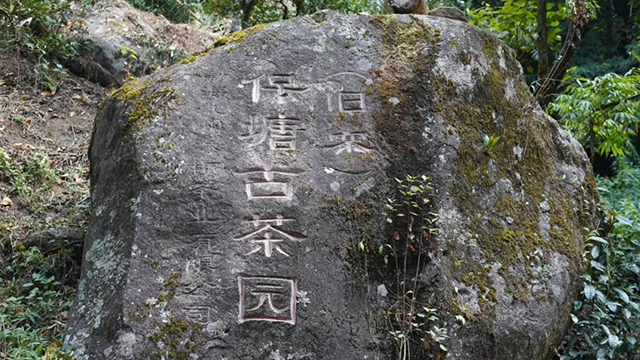 保塘古茶园入口