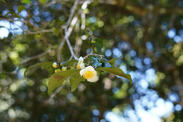 拨开花蕊4个柱头