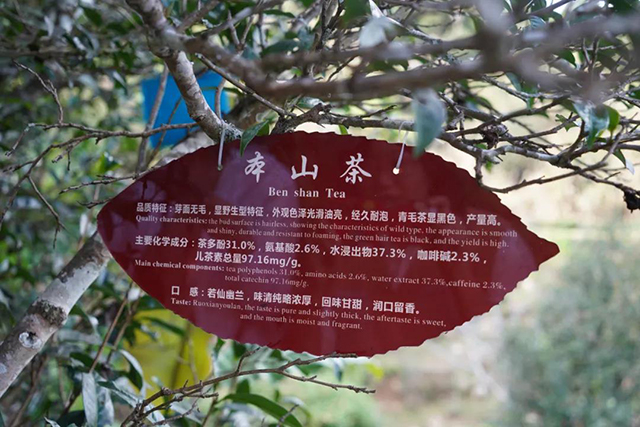 白莺山茶树品种