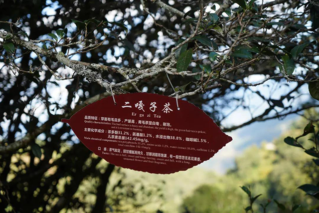 白莺山茶树品种