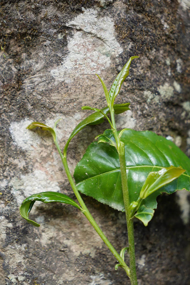 二嘎子茶树和鲜叶