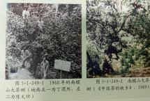 「胡冬财专栏」茶王的概念，从南糯山开始