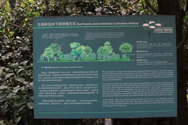景迈古茶林的种植方式介绍