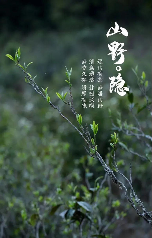 荣瑞祥2022年隐春茶