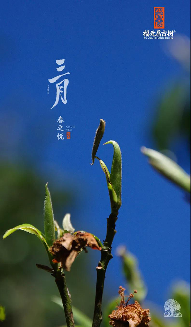 福元昌古树2022三月系列