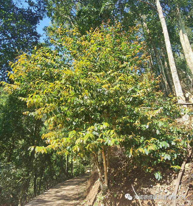 南糯山野生茶