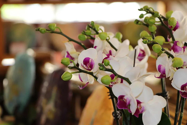 中茶普洱茶